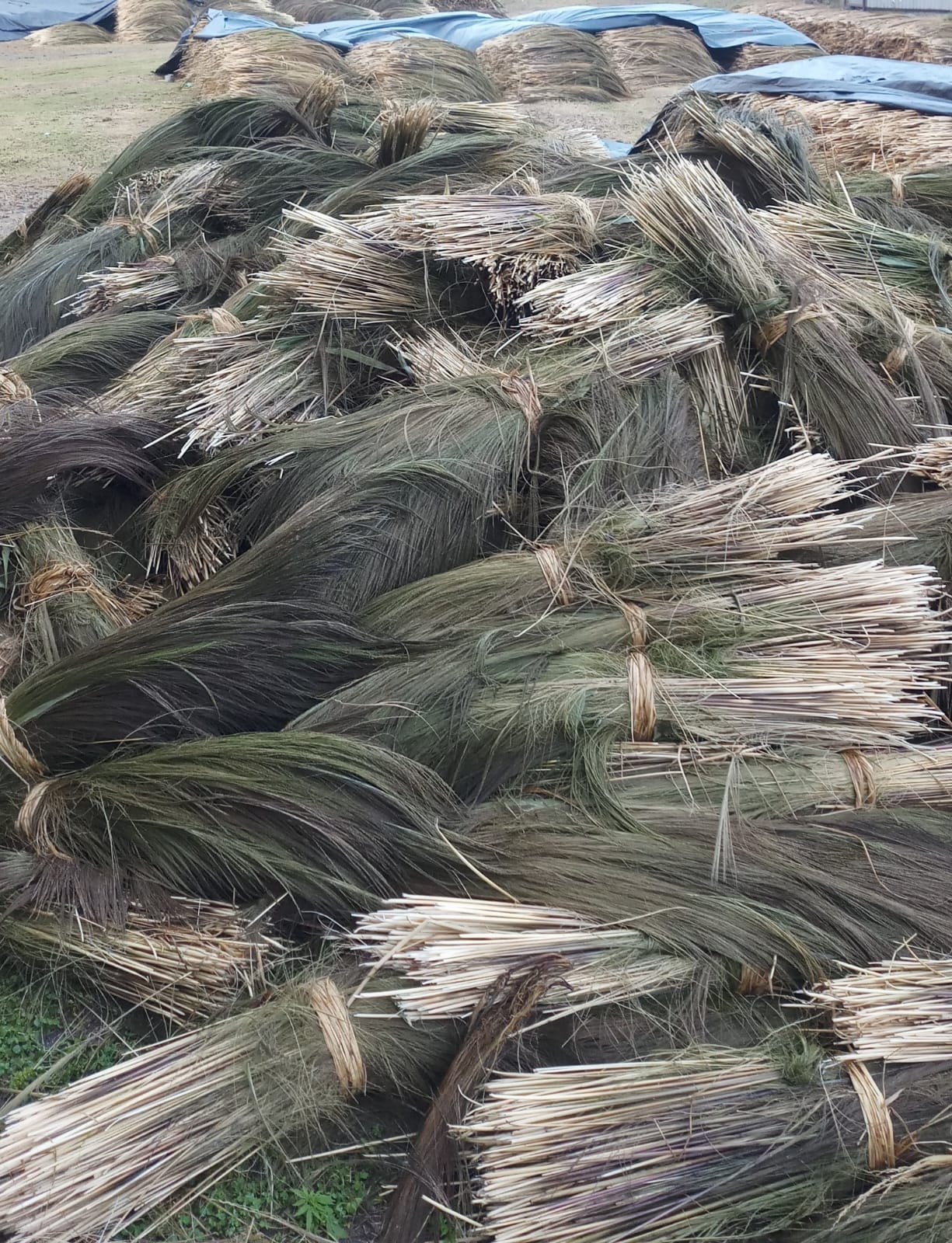 Raw grass bundles prepared in the field